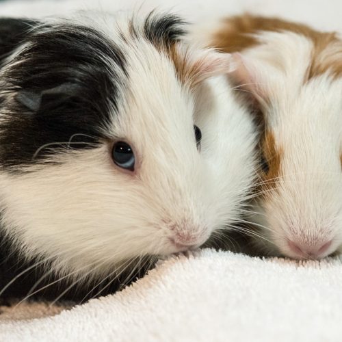 Two guinea pigs.