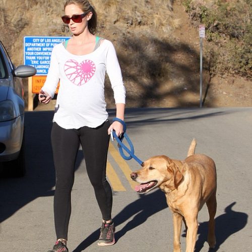 Finn (Red Labrador retriever)