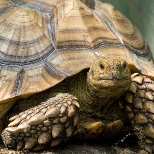 in 2010, he picked up a 10-year-old Sulcata tortoise.