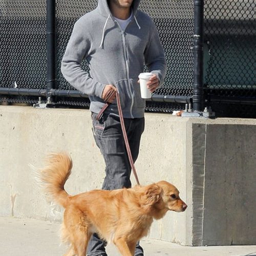 Baxter is a golden retriever Reynolds adopted while he was married to Scarlett Johansson in 2008.
