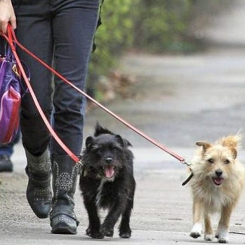 Her two dogs “Porgy” and “Bess” were named after the two leading characters in George Gershwin’s opera of the same name.