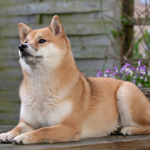 Akita, a Japanese breed dog.