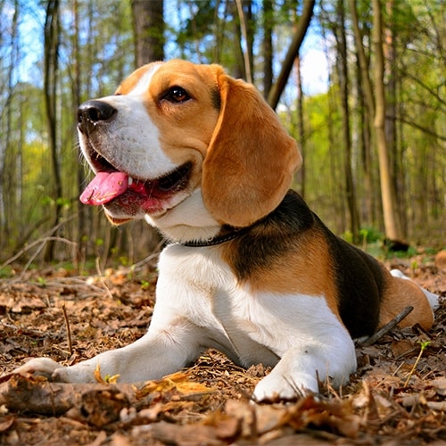 Pedretti owns a Beagle and named it Juniper.