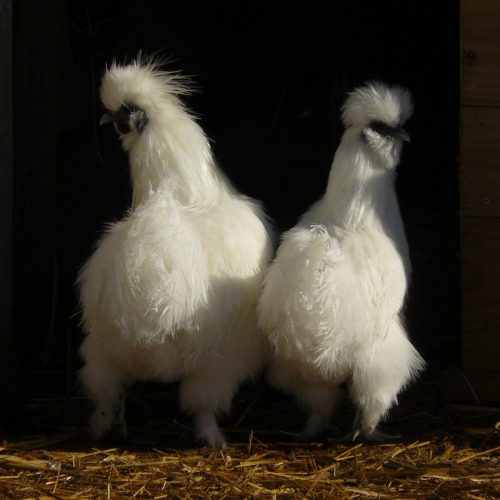 Two white chikens. 